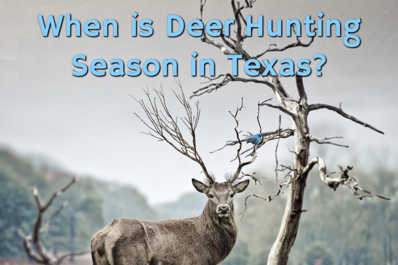 When is Deer Hunting Season in Texas? Texas Deer Hunting Season